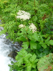 Peucedanum ostruthium