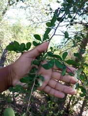 Achatocarpus praecox