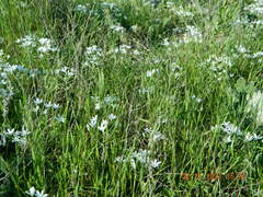Ornithogalum orthophyllum