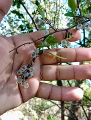 Achatocarpus praecox