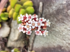 Crassula rubricaulis
