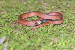 Pseudoboa nigra