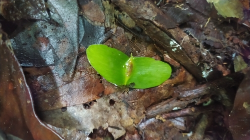 Terminalia carinata (Terminalia carinata)