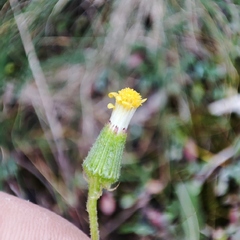 Senecio lividus