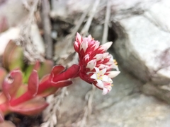 Crassula rubricaulis