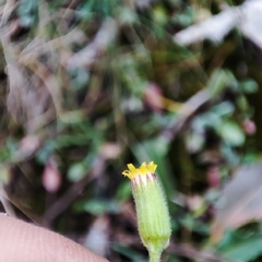 Senecio lividus