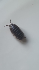 Armadillidium vulgare
