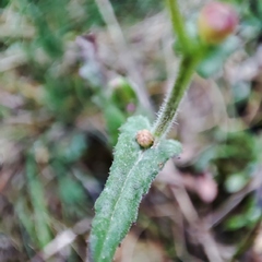 Senecio lividus