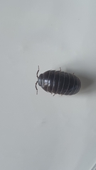 Armadillidium vulgare