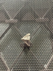 Frederickia s-signata