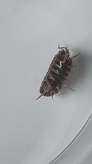 Armadillidium vulgare