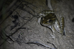 Lithobates brownorum