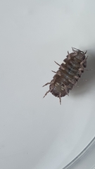 Armadillidium vulgare