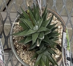 Haworthiopsis fasciata