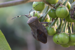 Pachylis laticornis