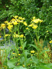 Doronicum austriacum