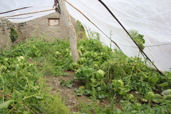 Brassica oleracea