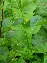 Doronicum austriacum