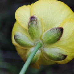Ranunculus bupleuroides