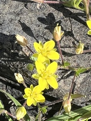 Tropidocarpum gracile