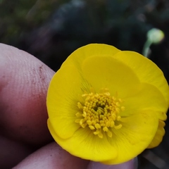 Ranunculus bupleuroides