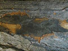 Cryptostroma corticale