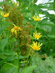 Doronicum austriacum