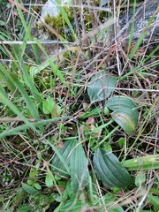 Ranunculus bupleuroides