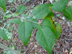 Croton mayanus