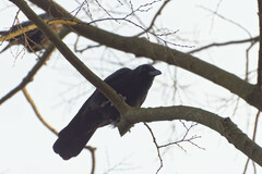 Corvus corone