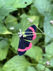 Lyropteryx lyra
