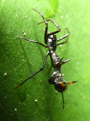 Micrathena schreibersi