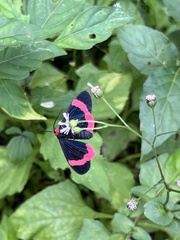 Lyropteryx lyra