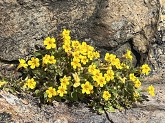 Erythranthe moschata