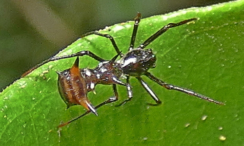 Amazon Thorn Spider
