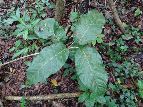 Image of Coccoloba spicata by (c) Alexis López Hernández, some rights reserved (CC BY)