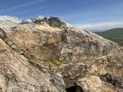 Erythranthe moschata