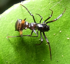 Micrathena schreibersi