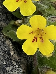 Erythranthe moschata