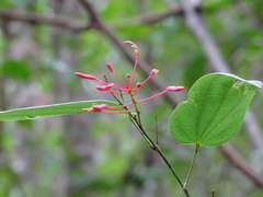 Bauhinia jenningsii
