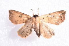 Goniocarsia