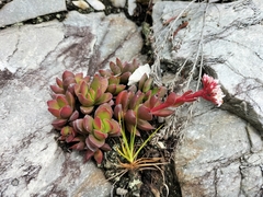Crassula rubricaulis