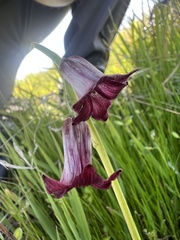 Fritillaria striata