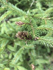 Adelges abietis