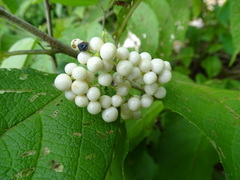 Callicarpa acuminata