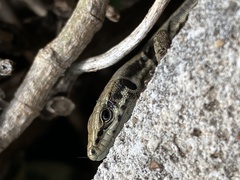 Phoenicolacerta troodica