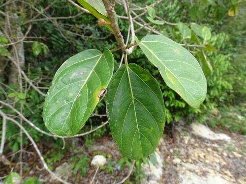 Image of Ficus crassinervia by (c) Alexis López Hernández, some rights reserved (CC BY)