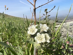 Phacelia cicutaria