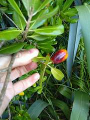 Planchonella costata