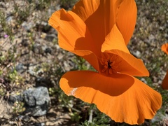 Eschscholzia californica